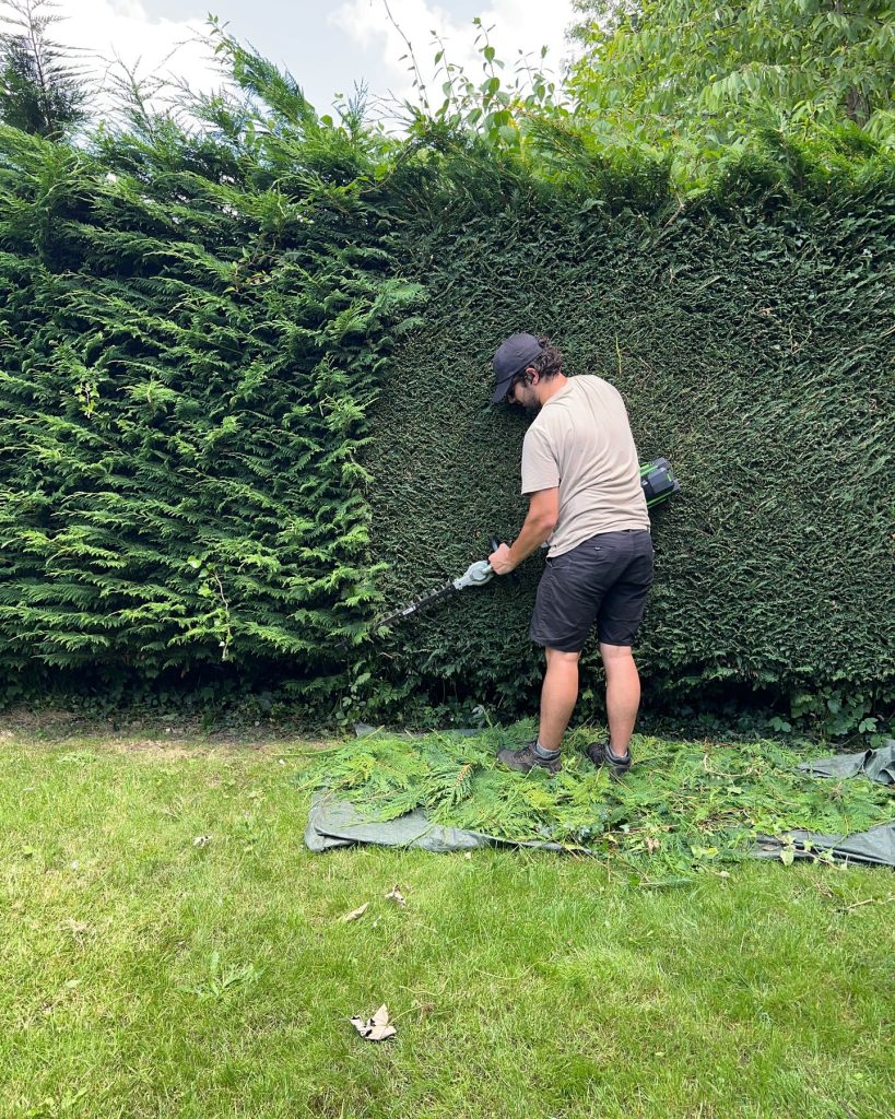 Februar u bašti: živa ograda šišanje